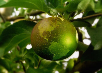 Bazines tiesiogines išmokas papildys ekoschemos