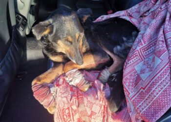 Sužeistas augintinis