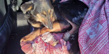 Sužeistas augintinis