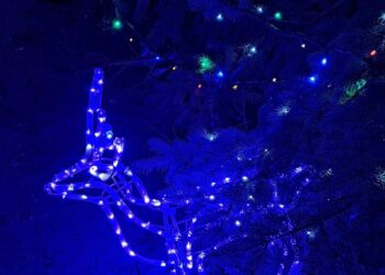 Kalėdų eglės įžiebimas Kalvarijoje