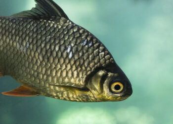 Žuvininkystės duomenų rinkimas – strateginis Lietuvos žuvininkystės sektoriaus 2021-2027 metų programos projektas