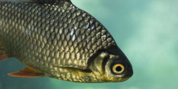 Žuvininkystės duomenų rinkimas – strateginis Lietuvos žuvininkystės sektoriaus 2021-2027 metų programos projektas