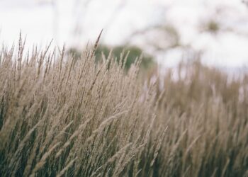 Kokie žoliniai dekoratyviniai augalai tiktų sodo puošybai?