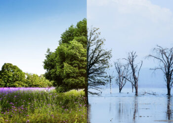 Klimatui neutralus žemės ūkio sektorius – misija įmanoma: parengtas siūlymas dėl anglies dioksido absorbavimo sertifikavimo sistemos