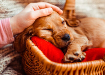 Dingęs apetitas ar neįprastas elgesys – ką tai išduoda apie gyvūnų emocinę sveikatą?