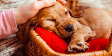 Dingęs apetitas ar neįprastas elgesys – ką tai išduoda apie gyvūnų emocinę sveikatą?