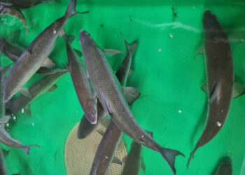 Sykų reproduktoriai (Simnas) 1.jpg