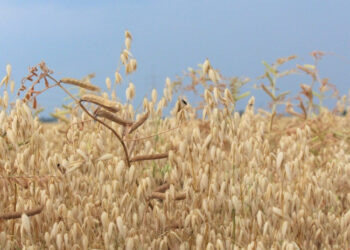 Keisis draudimo įmokų dalinio kompensavimo tvarka