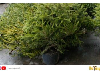 Kalėdinių eglučių surinkimas