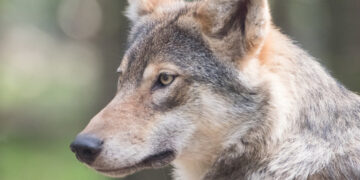 Skelbiamas medžiojamųjų gyvūnų daromos žalos prevencinėms ir kitoms priemonėms finansuoti...