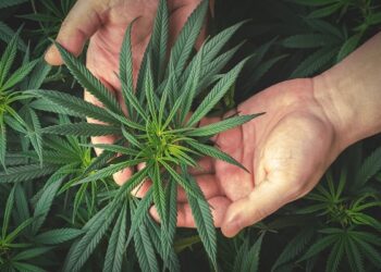 Kanabinoidų tipai ir nauda sveikatai