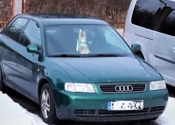 Automobiliu į užsienį – su suklastotu vairuotojo pažymėjimu