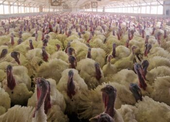 Sūduvos ūkio kalakutai