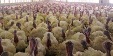 Sūduvos ūkio kalakutai