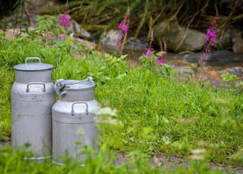 Žemės ūkio ministerija inicijuoja Pieno įstatymo pakeitimus – stiprins pieno pardavėjų derybines galias