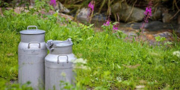 Žemės ūkio ministerija inicijuoja Pieno įstatymo pakeitimus – stiprins pieno pardavėjų derybines galias