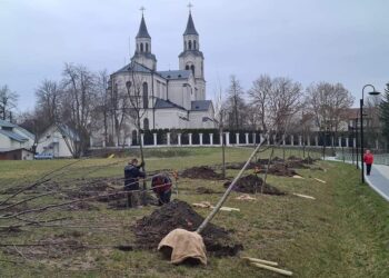 Vilkaviškyje pasodinta sakurų alėja