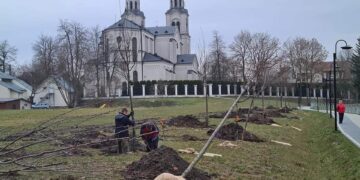 Vilkaviškyje pasodinta sakurų alėja
