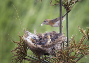 Paukščių perėjimas