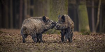 Kalvarijos savivaldybėje nustatytas kiaulių maras