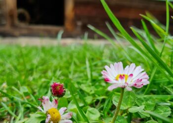 „Žalias kampas“