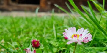 „Žalias kampas“