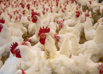 Kviečiama teikti paraiškas dėl paramos ūkių biosaugai