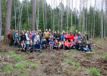 Varnabūdės girininkijoje sužaliuos daugiau nei 6 tūkst. eglučių ir pušų