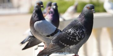 Marijampolėje užfiksuotas paukščių gripas