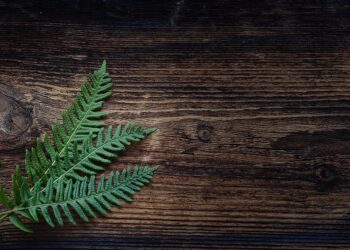 Kaip paruošti medinę terasą žiemai?