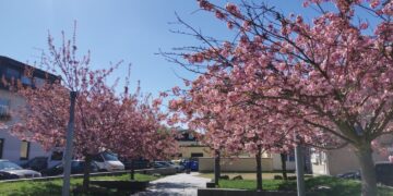 Kačių kiemelį papuošė ryškiaspalviai sakurų žiedai