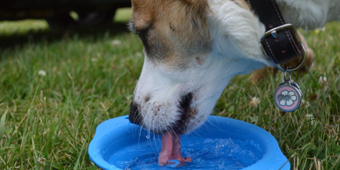 Šuo laka vandenį