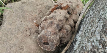 Surūdiję karo laikų sprogmenys vis dar tyko savo aukų