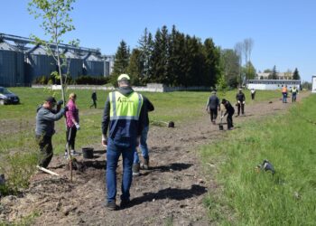 Valstybinės reikšmės kelyje Vilkaviškis–Kudirkos Naumiestis–Šakiai atsodinti medžiai