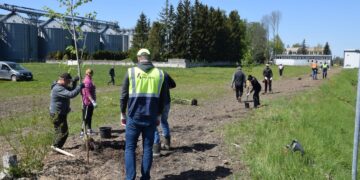 Valstybinės reikšmės kelyje Vilkaviškis–Kudirkos Naumiestis–Šakiai atsodinti medžiai