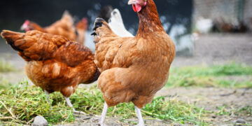 Naminiai paukščiai