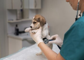 Veterinarai