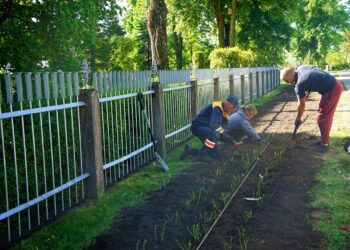 Vytauto Didžiojo parkas pakvips rožėmis