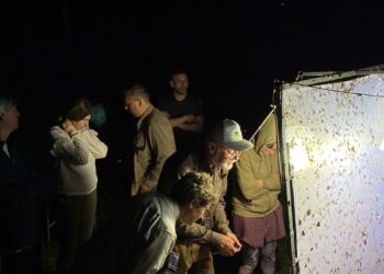 Naktinių drugių stebėjimas