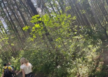 Aptartos Gelgaudiškio dvaro parko tvarkymo aktualijos