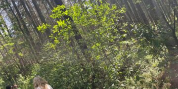 Aptartos Gelgaudiškio dvaro parko tvarkymo aktualijos