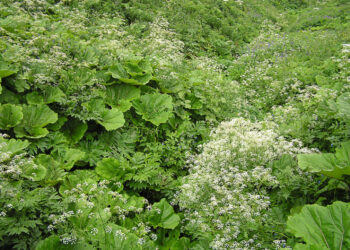 Ar Marijampolėje išplis Sasnovskio barščiai?