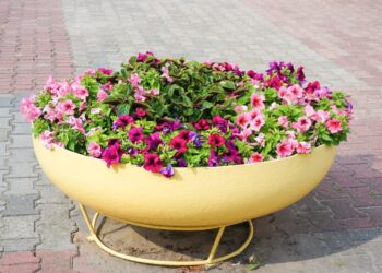 Petunijos