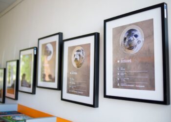 Baltijos jūros ruoniukams suteikti suvalkietiški vardai