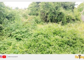 Laikas suskubti susitvarkyti žemės sklypus Marijampolės savivaldybės teritorijoje