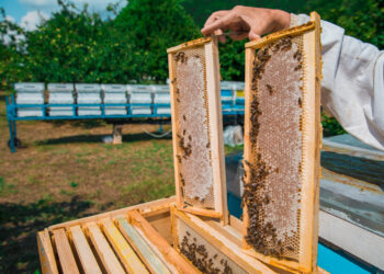 Vagių grobis - aviliai