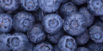 Pagaliau prisirpo lietuviškos šilauogės: štai ką padaryti, kad jos namuose išstovėtų ilgiau, ir kaip be cukraus paruošti uogienę