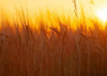 Pratęsti kraštovaizdžio elementų priežiūros ir žaliojo pūdymo sutvarkymo terminai