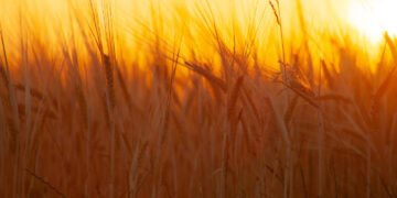 Pratęsti kraštovaizdžio elementų priežiūros ir žaliojo pūdymo sutvarkymo terminai
