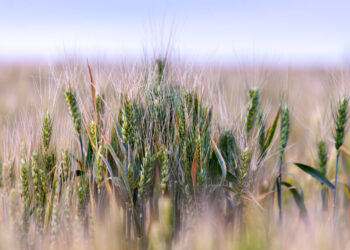 Pratęsti kraštovaizdžio elementų priežiūros ir žaliojo pūdymo sutvarkymo terminai